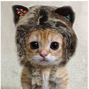 Meet your Posher, Gracie